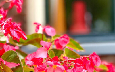 Tuintips oktober