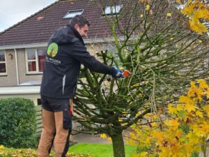 Hovenier is boom aan het snoeien